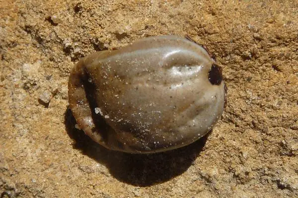 Brown Dog Tick