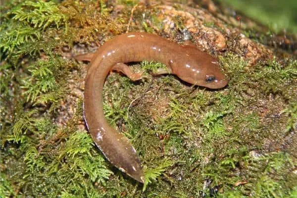 California-Giant-Salamander
