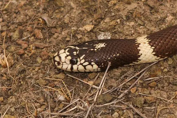 California King Snake
