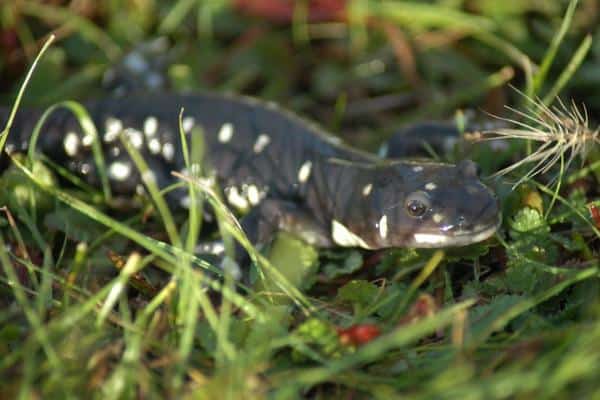 California Tiger Salamander