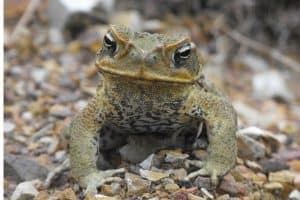 10 Types of Frogs That Can Actually Eat Birds
