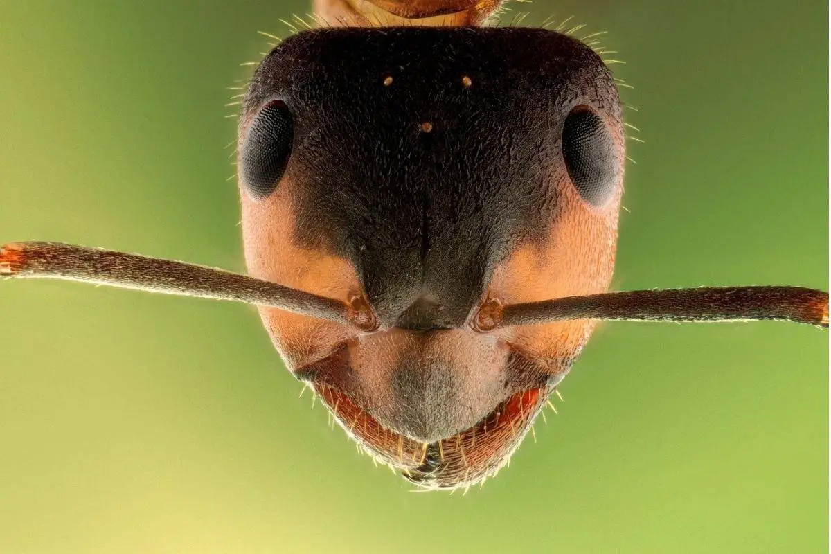 Closeup Ants