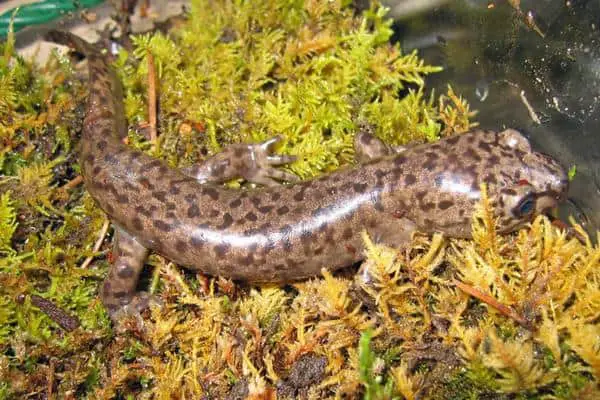 Coastal Giant Salamander