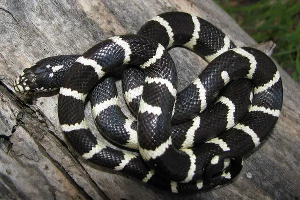 Common King snake