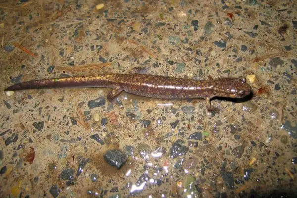 Dunn's Salamander