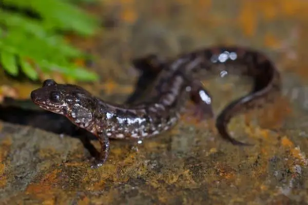Dusky-Salamanders
