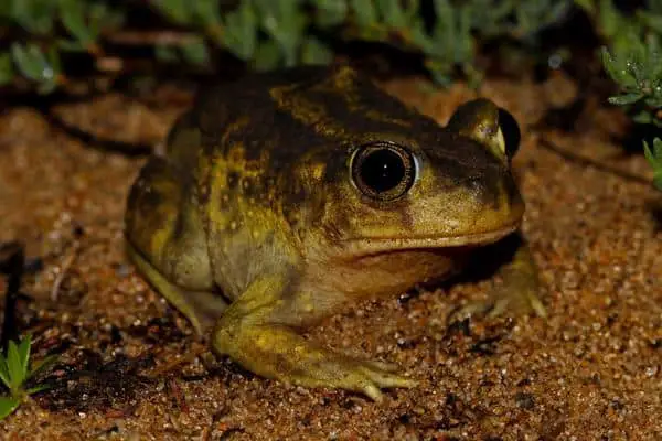 Easter Spadefoot Toad