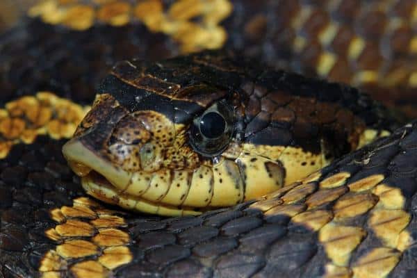Eastern Hognose Snake