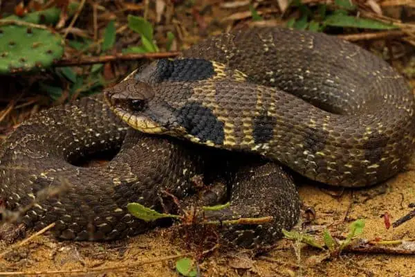 Eastern Hognose Snake