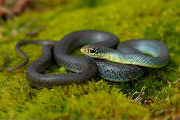 Eastern Racer Snake