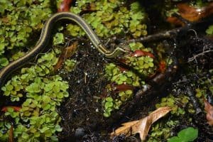 8 Types of Green Snakes in Florida (Pictures)