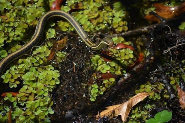 Eastern Ribbon Snake 