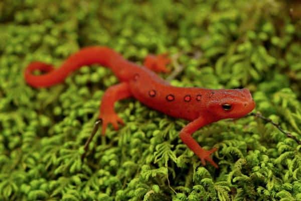 Eastern newt