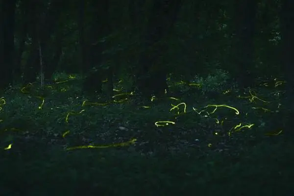 Fireflies Forest