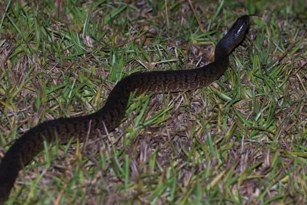 Florida-Green-Water-Snake