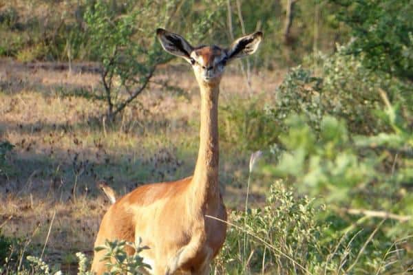 Gerenuk