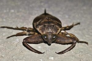 Facts and Info About Water Bugs in Texas 