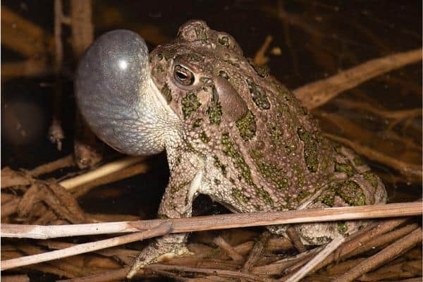 Great Plains toad