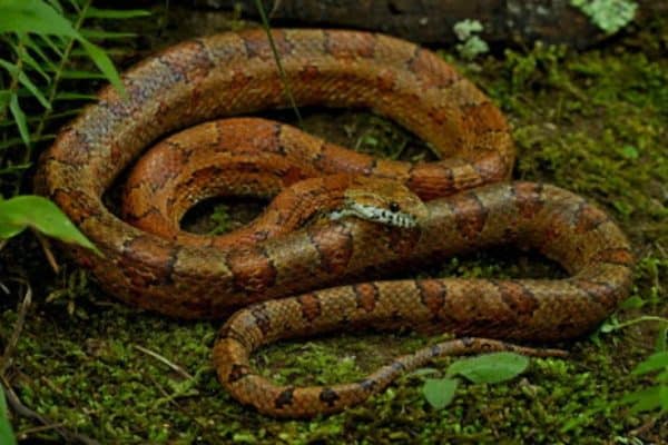 Green Corn Snake