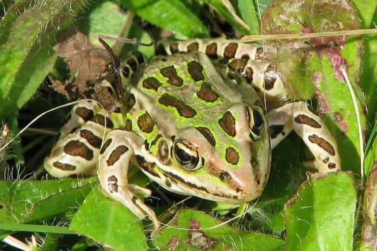 8 Common Frogs That Eat Fish (Pictures) The Critter Hideout