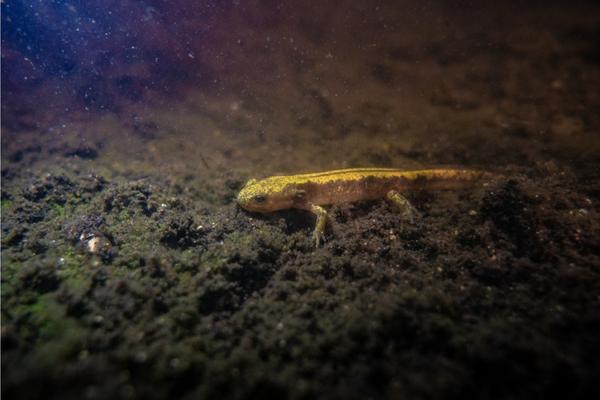 Long Toed Salamander