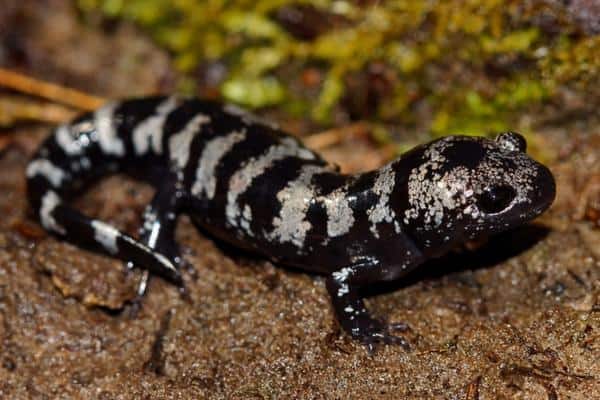 Marbled Salamander