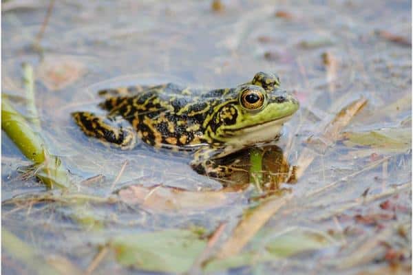 Mink Frog