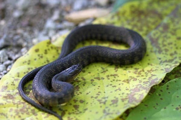 Mississippi-Green-Water-Snake