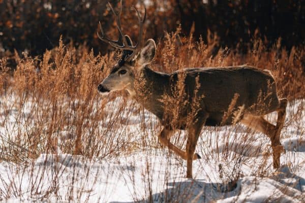 Mule Deer