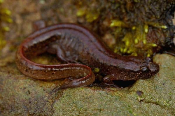 Northern Dusky Salamander