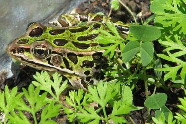 Northern Leopard Frog