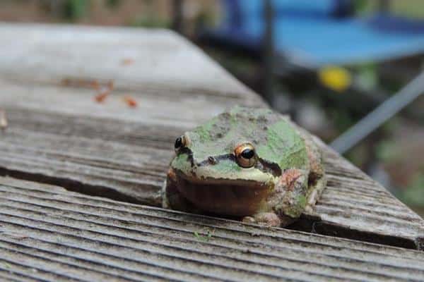 Northern Pacific Tree Frog