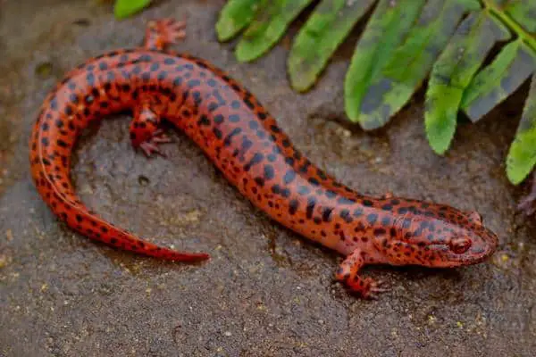 Northern Red Salamander