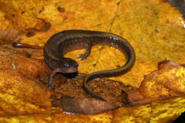 Northern Two Lined Salamander