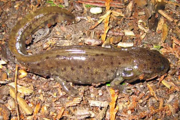 Northwestern Salamander