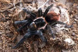 Tarantulas in Oklahoma (Facts & Pictures)