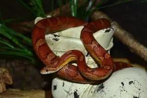 9 Non-Venomous Snakes in North Carolina