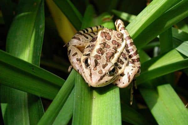 Pickerel Frog