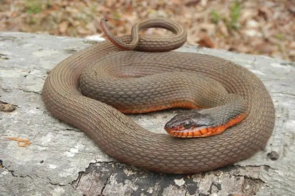 Plain Bellied Water Snake