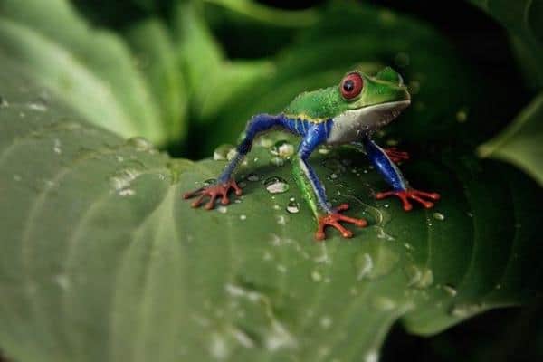 Red Eyed Tree Frog