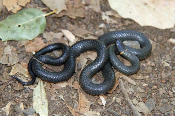 Ring Necked Snake