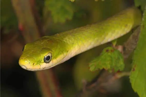 Rough-Green-Snake