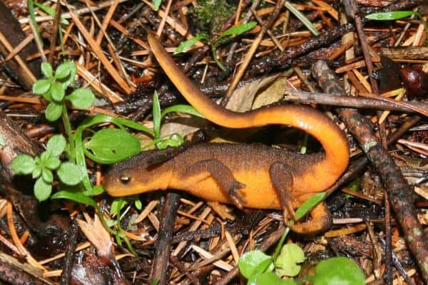 Rough Skinned Newt