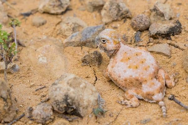 Round Tailed Horned Lizard