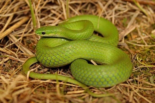 Smooth Green Snake