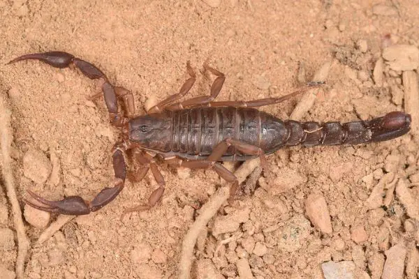 Southern Devil Scorpion