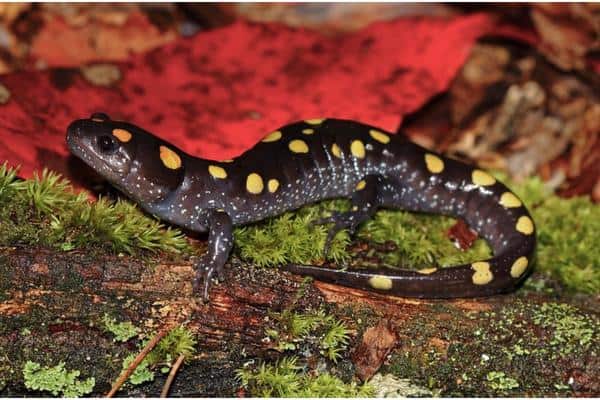 Spotted Salamander