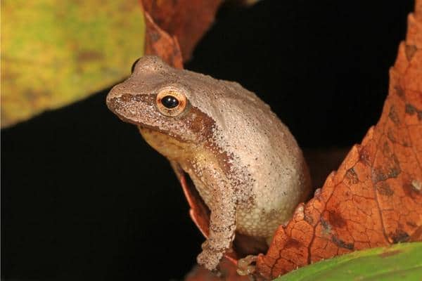 Spring Peeper