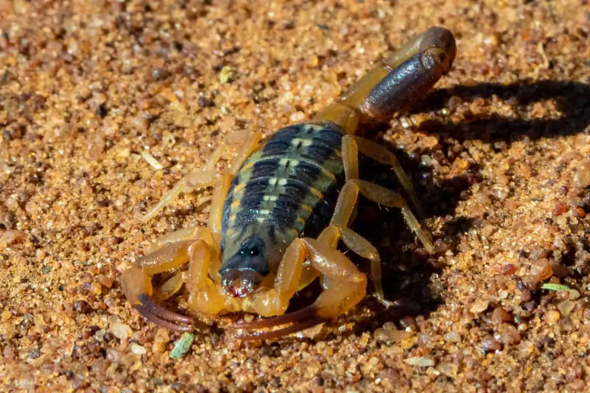 Striped Scorpion on sand