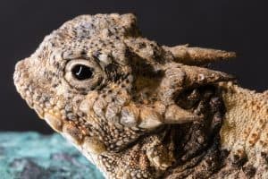 3 Types of Horned Lizards In Texas (Pictures)